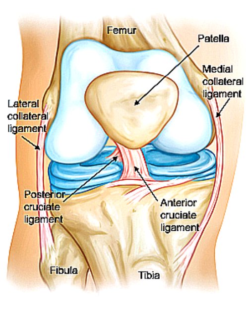 pcl knee injury, pcl injury, pcl injury symptoms, knee injuries pcl, pcl soccer injury